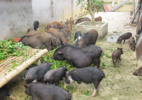 Lợn Mán Dân Tộc